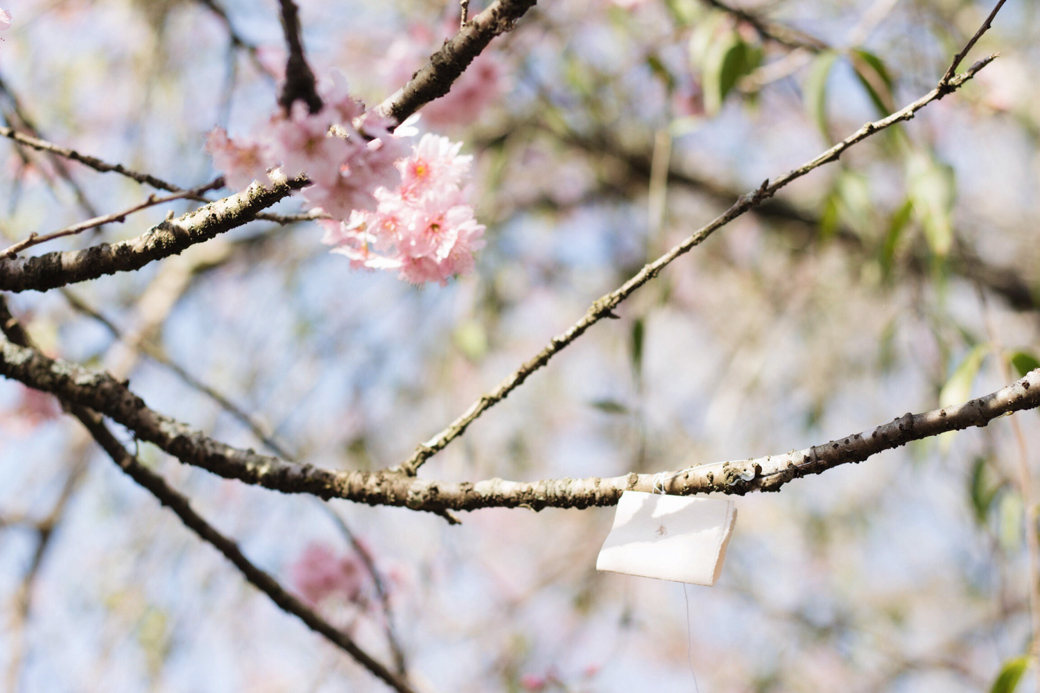 Hanami e sakuras