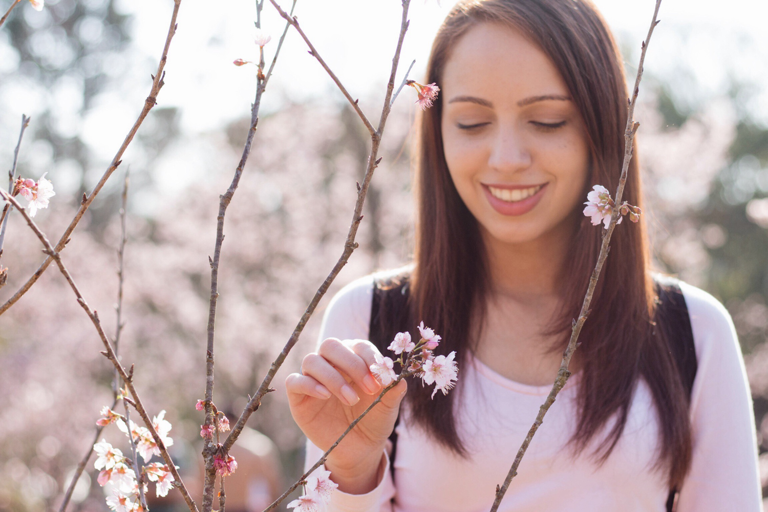 florada sakuras